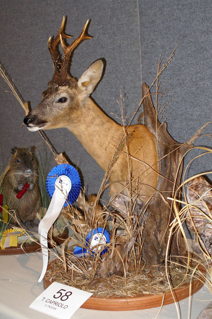 2009-capriolo